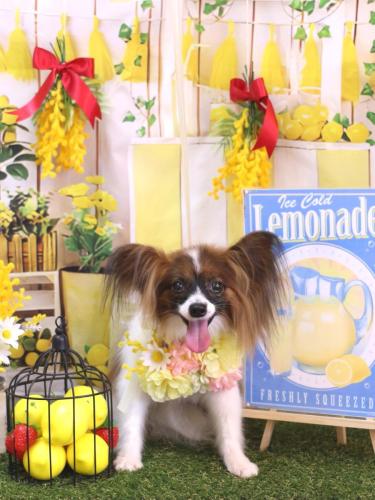 20240402ラナちゃん